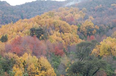 Symbiotic Interaction Enhances the Recovery of Endangered Tree Species in the Fragmented Maulino Forest